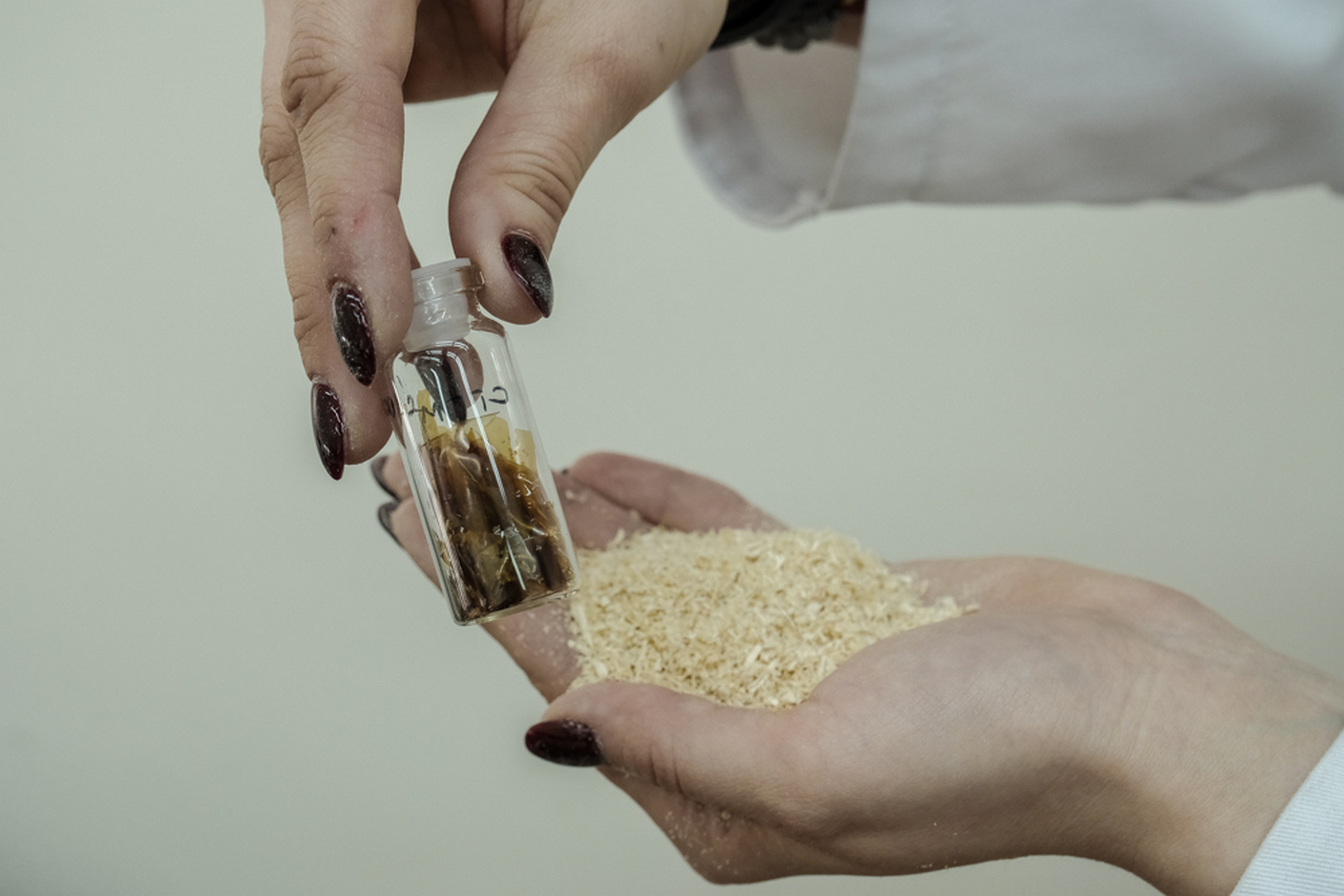 Красноярские ученые придумали из ели лекарство против тромбов