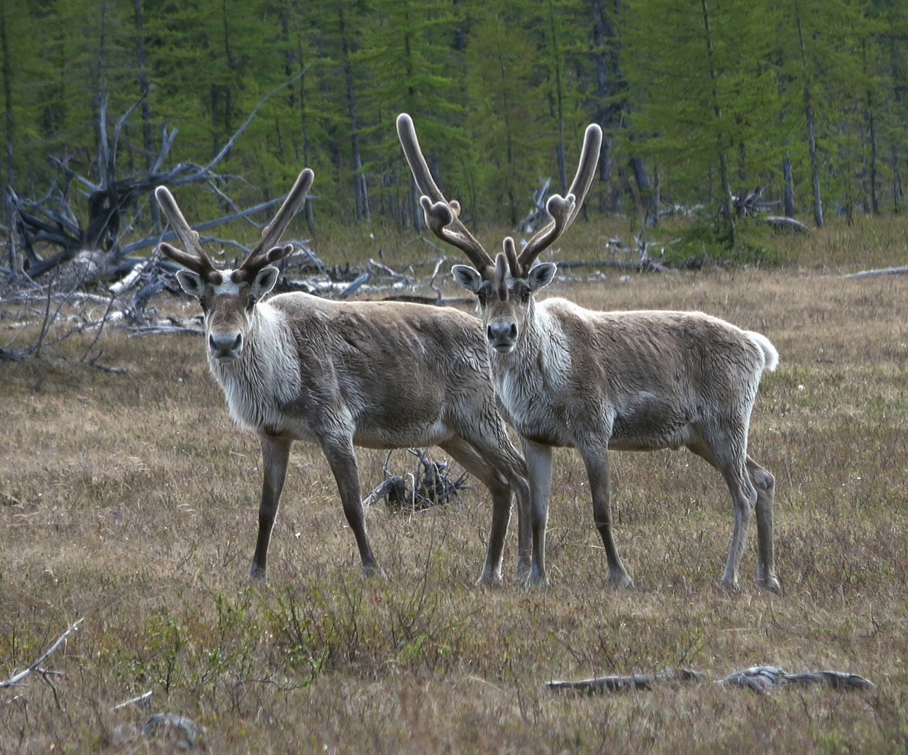Красноярские ученые нашли генетическое сходство тундровых и лесных северных оленей