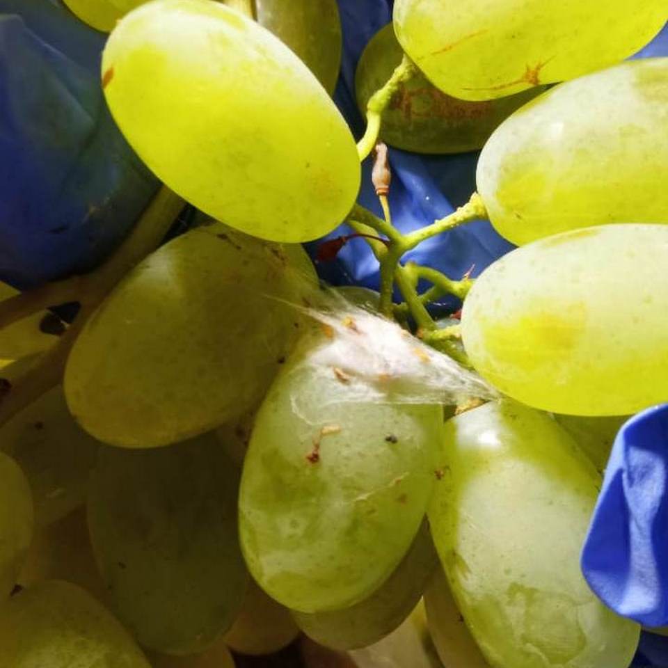 В Красноярск ввезли 3 тонны червивого китайского винограда