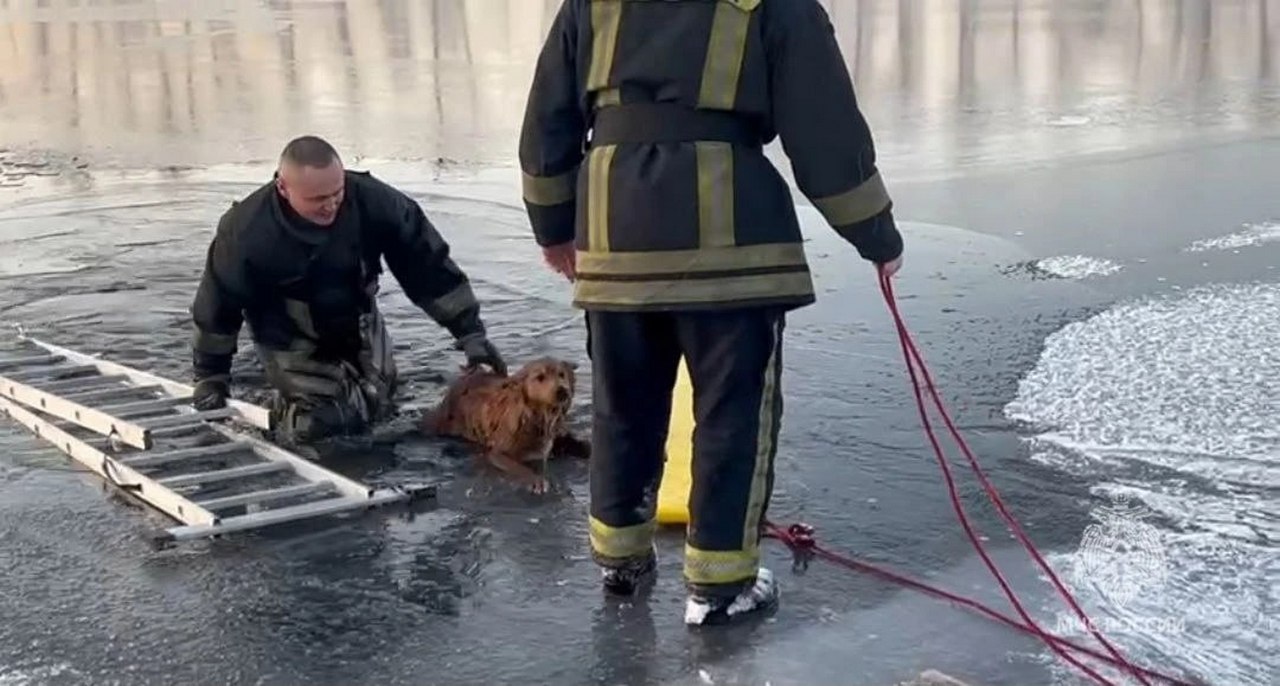 Спасение собаки из полыньи в Минусинске