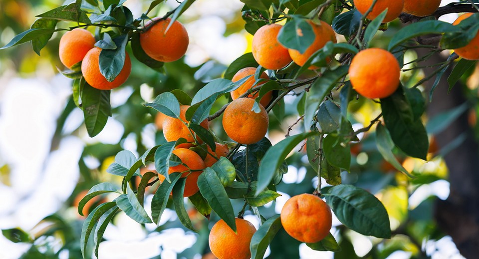 Мандарины на ветке