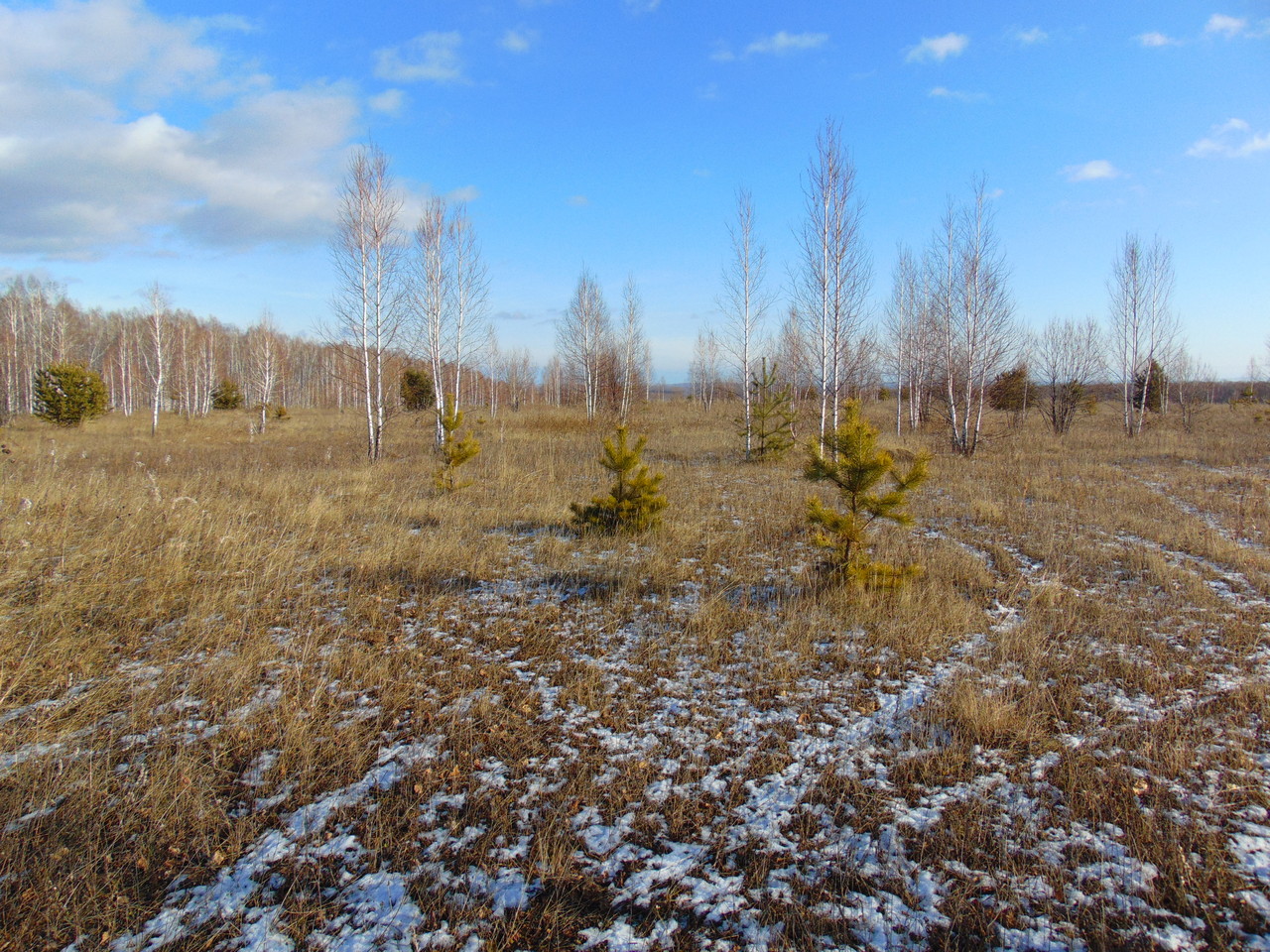 Россельхознадзор изымает 15 га заброшенной земли в Шарыповском районе