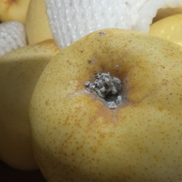 Груши с червецом