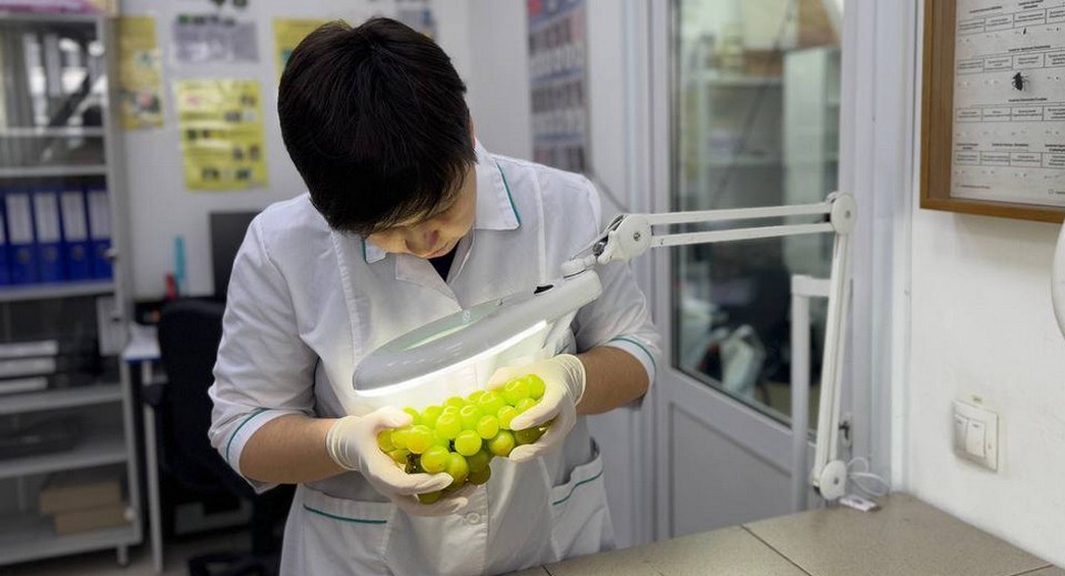 В Красноярске снова нашли вредителей в импортных поставках