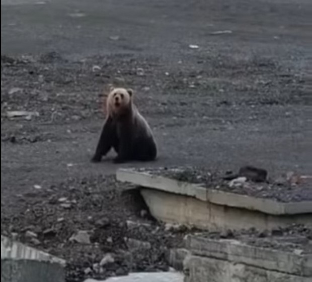 Соцсети негодуют после убийства медведя в Норильске