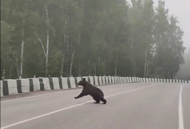 Еще одного медведя встретили под Дивногорском