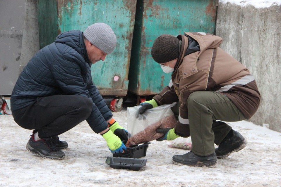 В Красноярске объявлена неделя войны с крысами