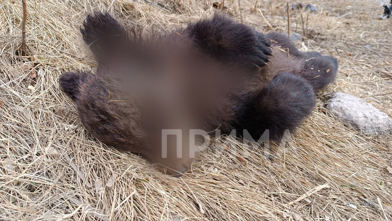 Мертвый медвежонок в Зеленой роще Красноярска