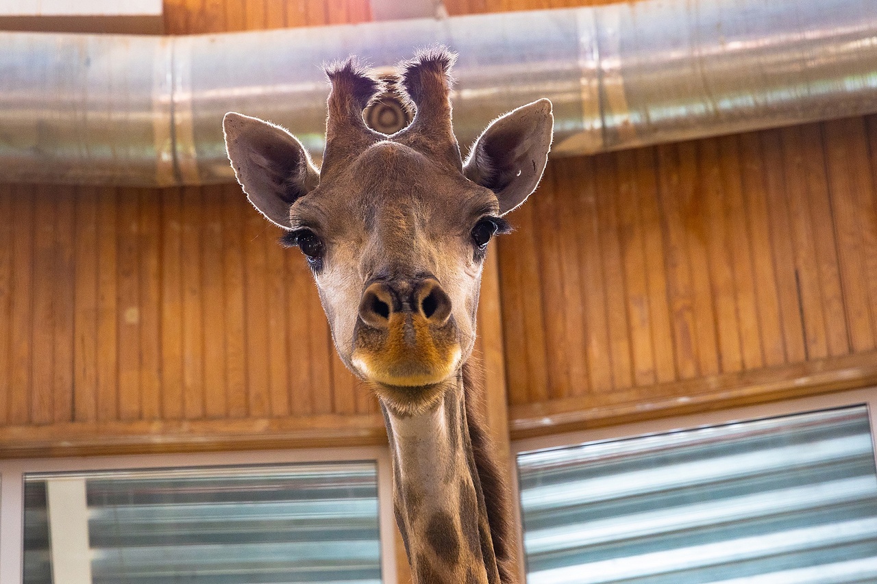Жираф в красноярском зоопарке
