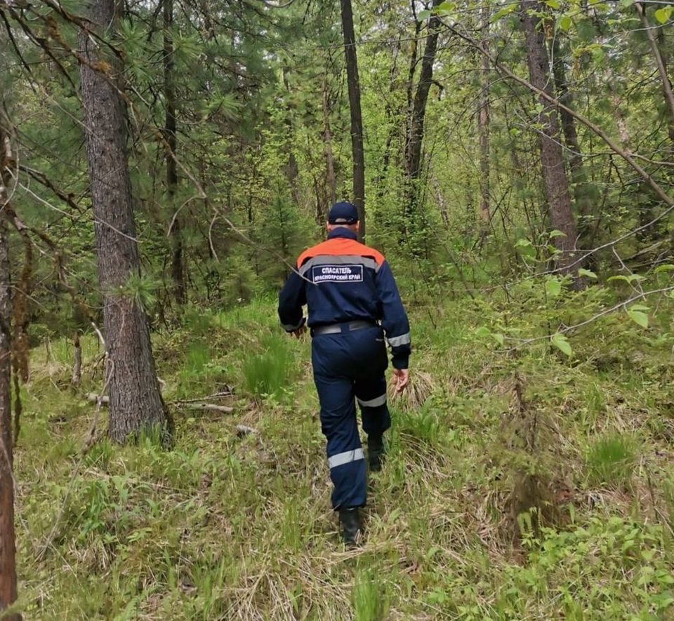 Поиски семьи в лесу