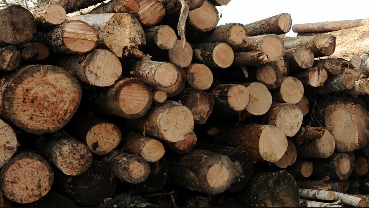 Штабеля вырубленной древесины