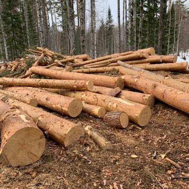 Депутатов из Красноярского края приговорили за вырубку леса