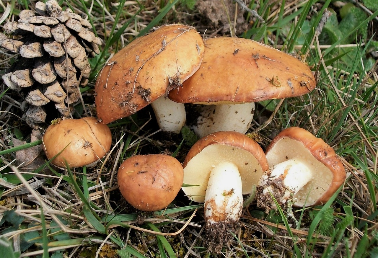 Одни из самых популярных и распространенных грибов - маслята. И на жареху, и замариновать