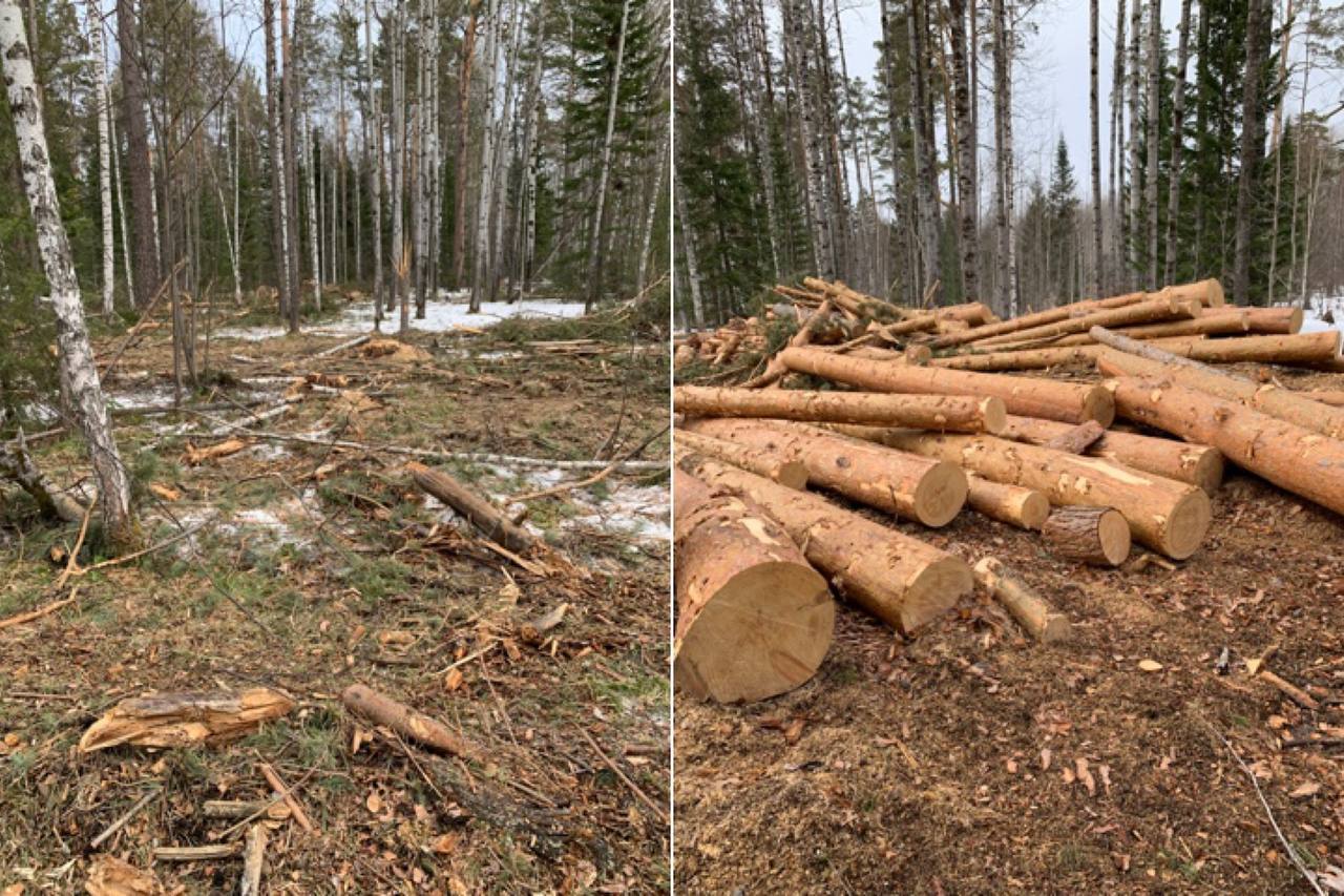 Районному депутату дали 2 года за вырубку леса в Красноярском крае