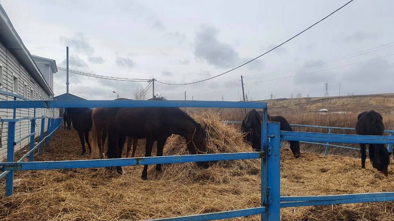 У лошадей нет поилок и кормушек: прокуратура рассказала о проверке конного клуба «Мустанг»