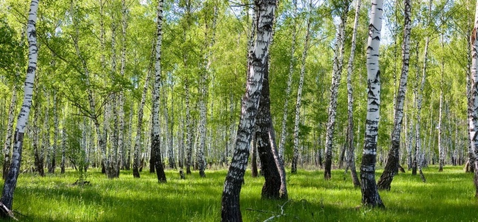 Березы в Березовском районе