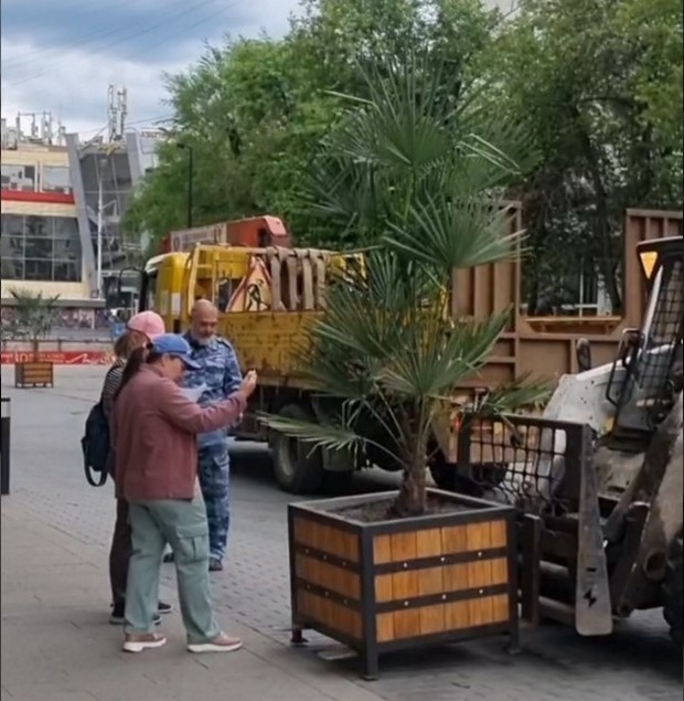 Установка пальм на улицах Красноярска