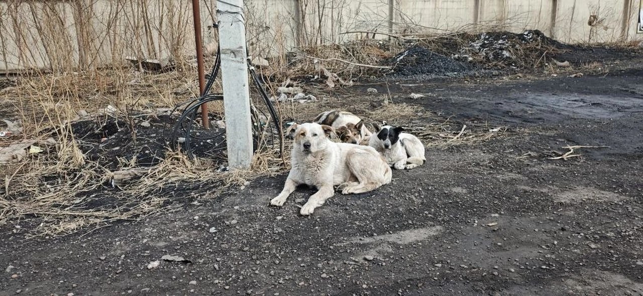 В Красноярске с начала года отловили почти полтысячи собак