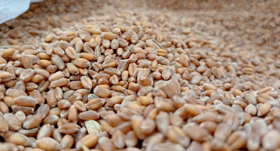 Красноярская пшеница впервые поехала во Вьетнам