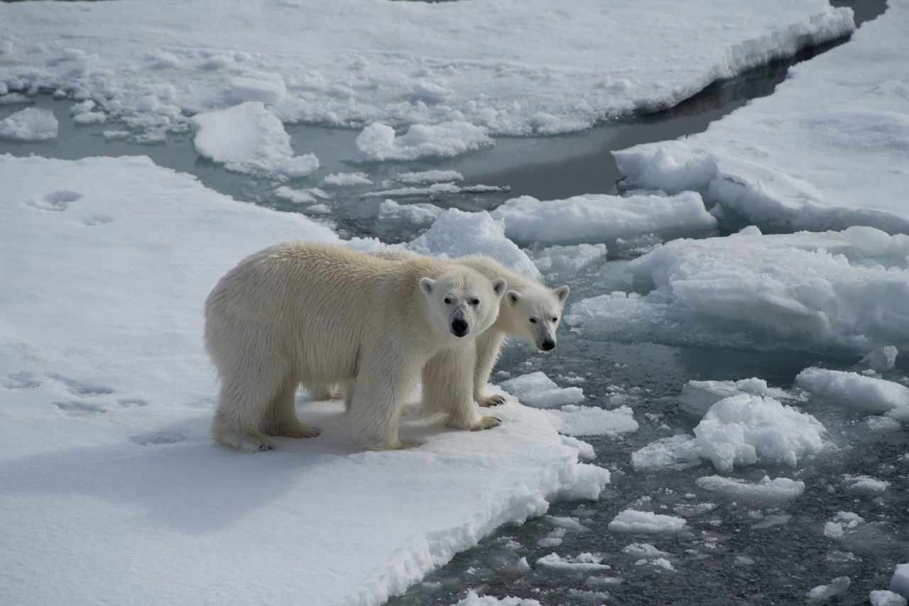 белый медведь в Арктике
