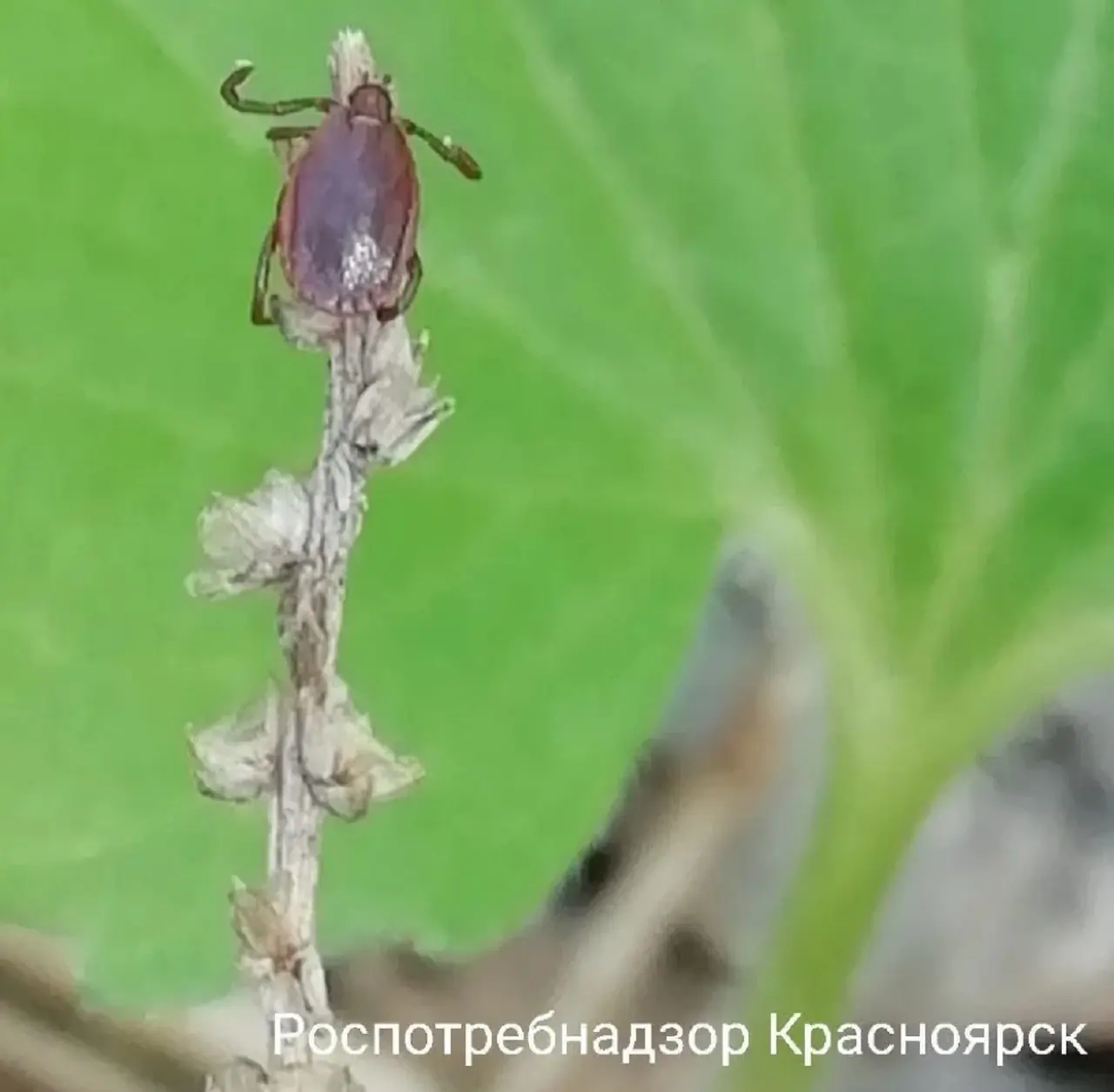 Клещ на травинке
