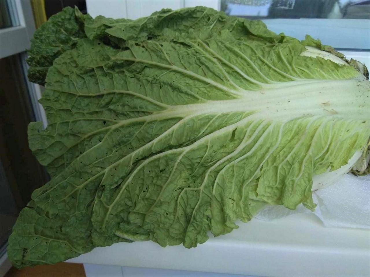 Червивый виноград привезли в Красноярск из Китая