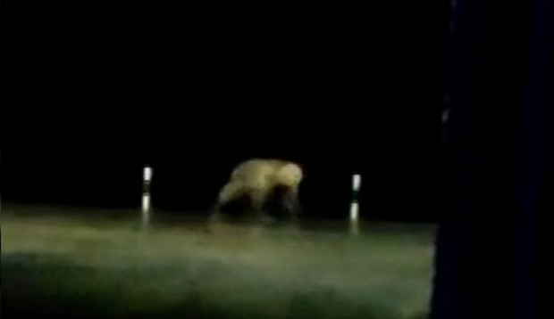 Медведь в Норильске