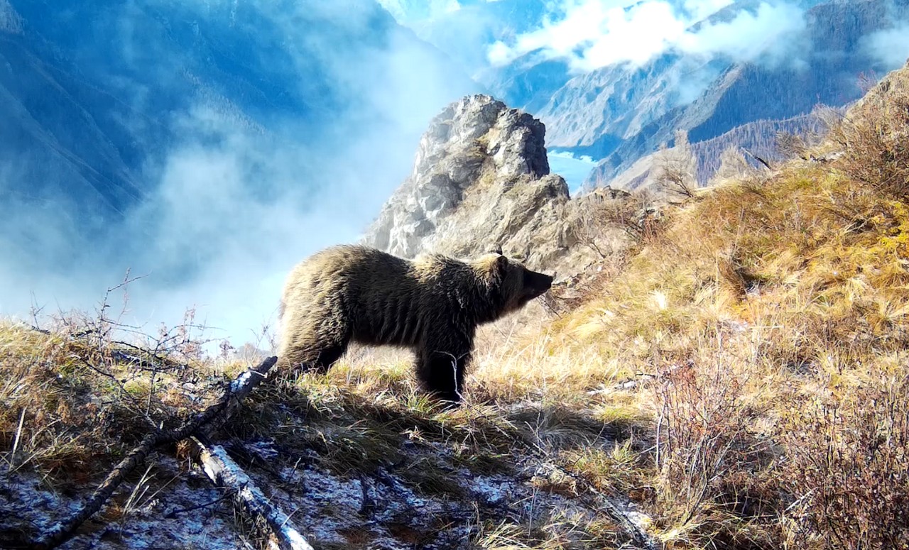 Медведь в Саяно-Шушенском заповеднике