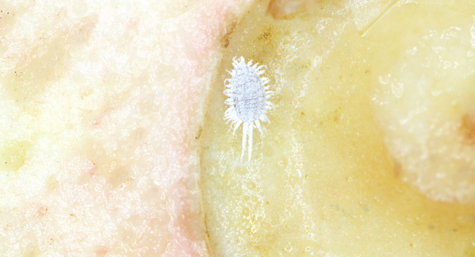 В ноябре в Красноярск привезли 100 тонн зараженных овощей и фруктов