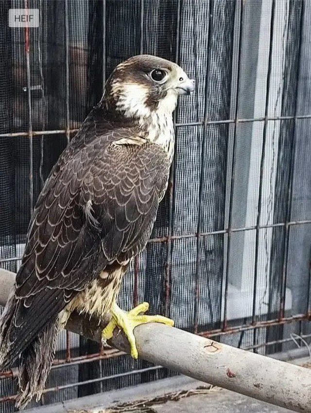 Краснокнижный сокол жил в неволе несколько месяцев