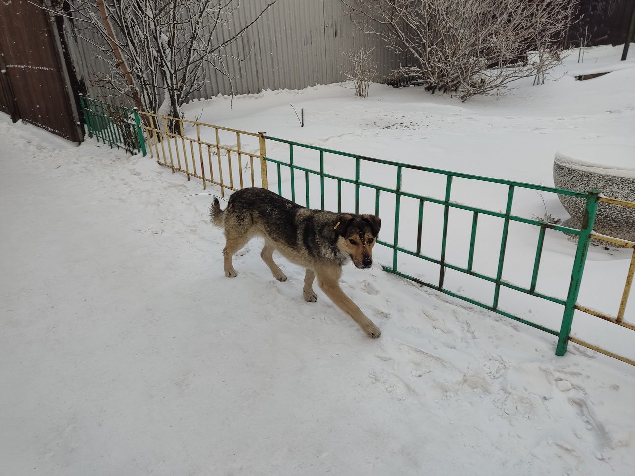 Собака на улице