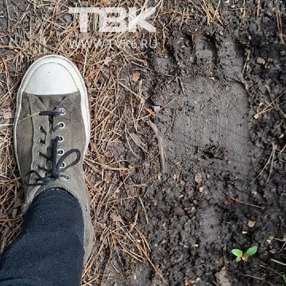 На тропе ГТО в «Гремячей гриве» нашли следы медведя