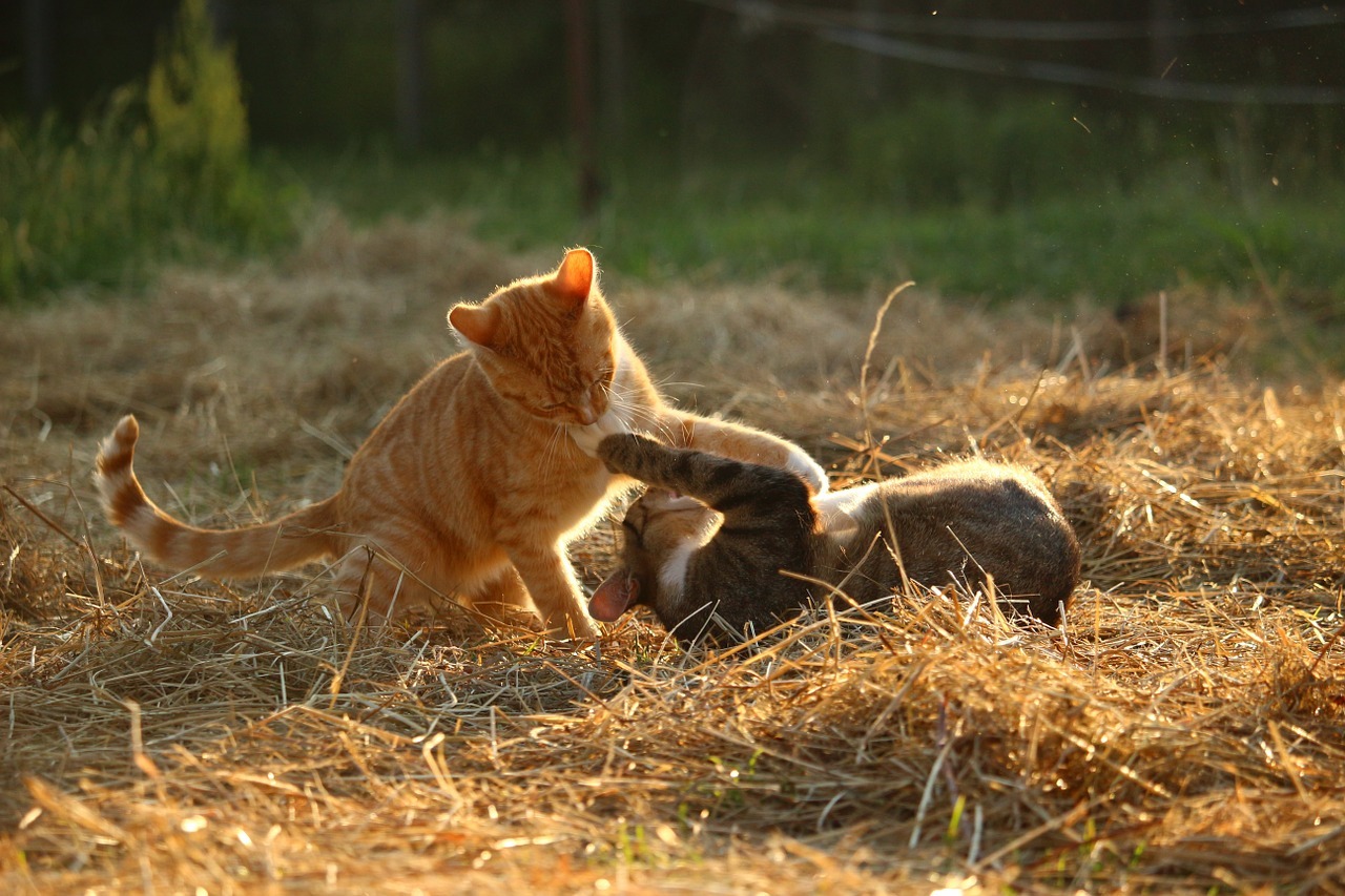 Кошки играют на сене