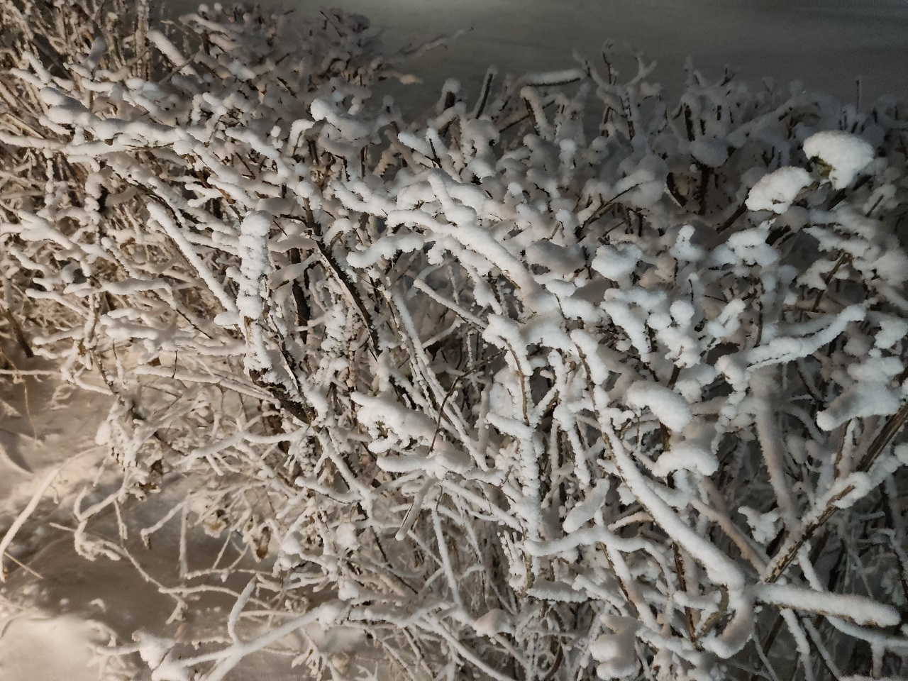 Морозы в Красноярске, заиндевелый куст