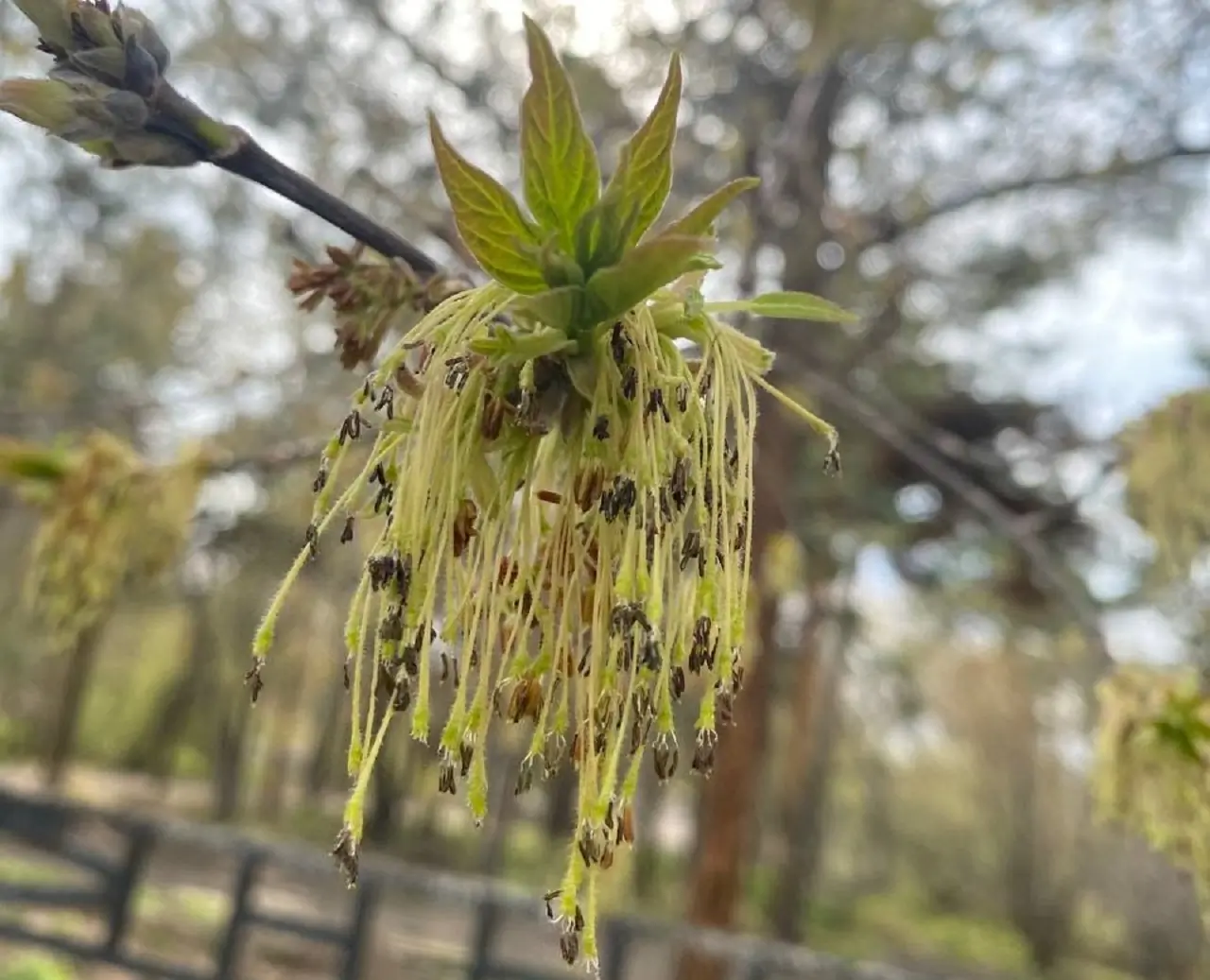 Почки на деревьях