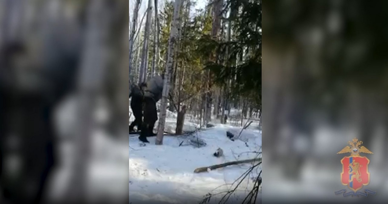 В крае спустя год нашли убийц медведицы и медвежонка