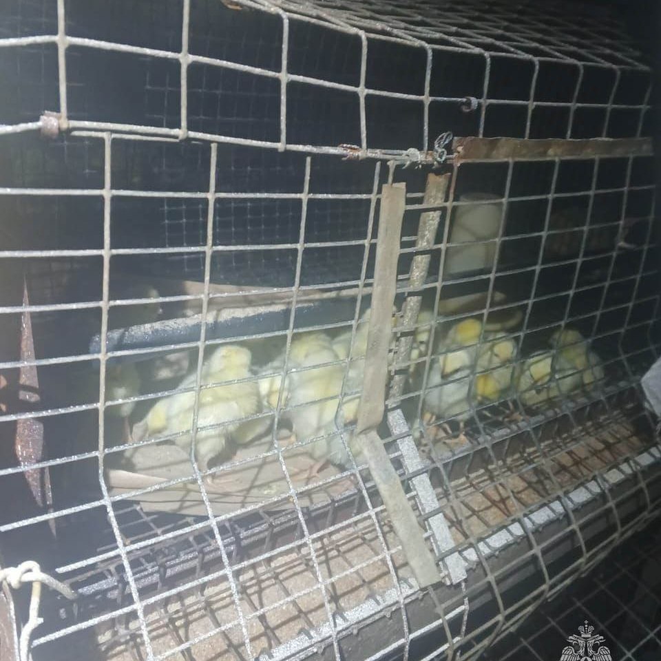 Цыплята на птицефабрике после пожара