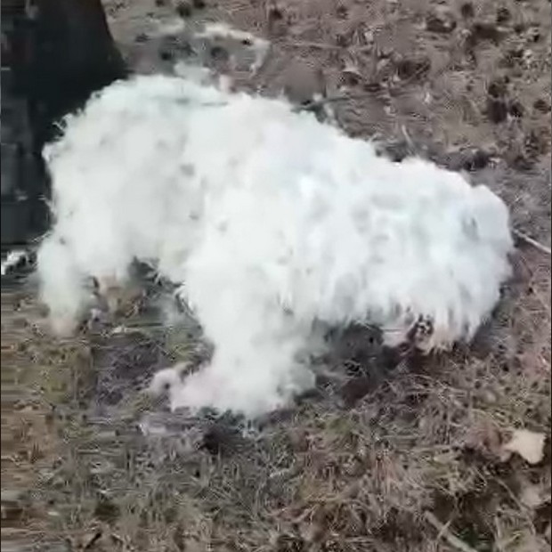 Убитые собаки в Зеленогорске