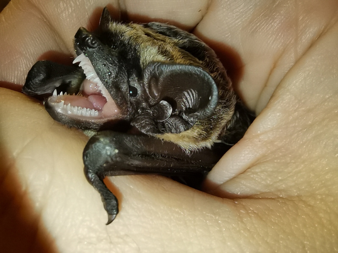 Такие уши нужны кожану, чтобы охотиться на насекомых