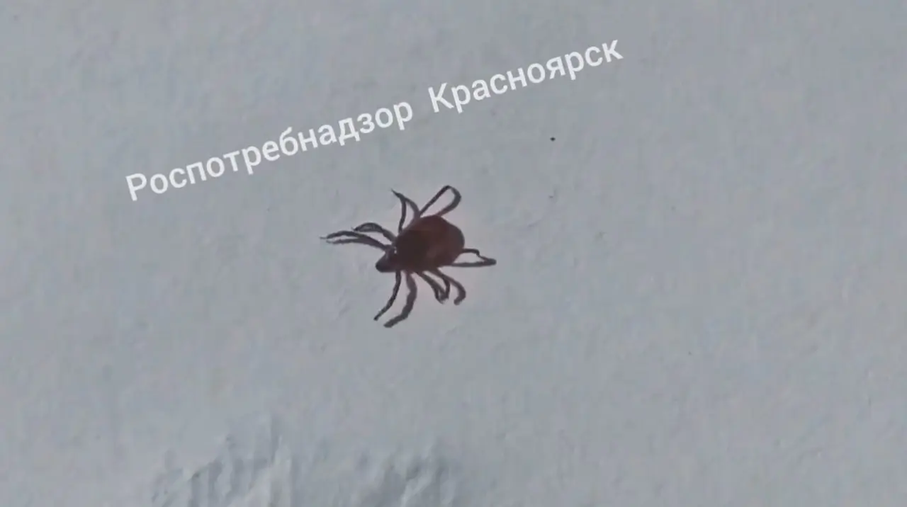 Сезон клещей в Красноярском крае идет на спад