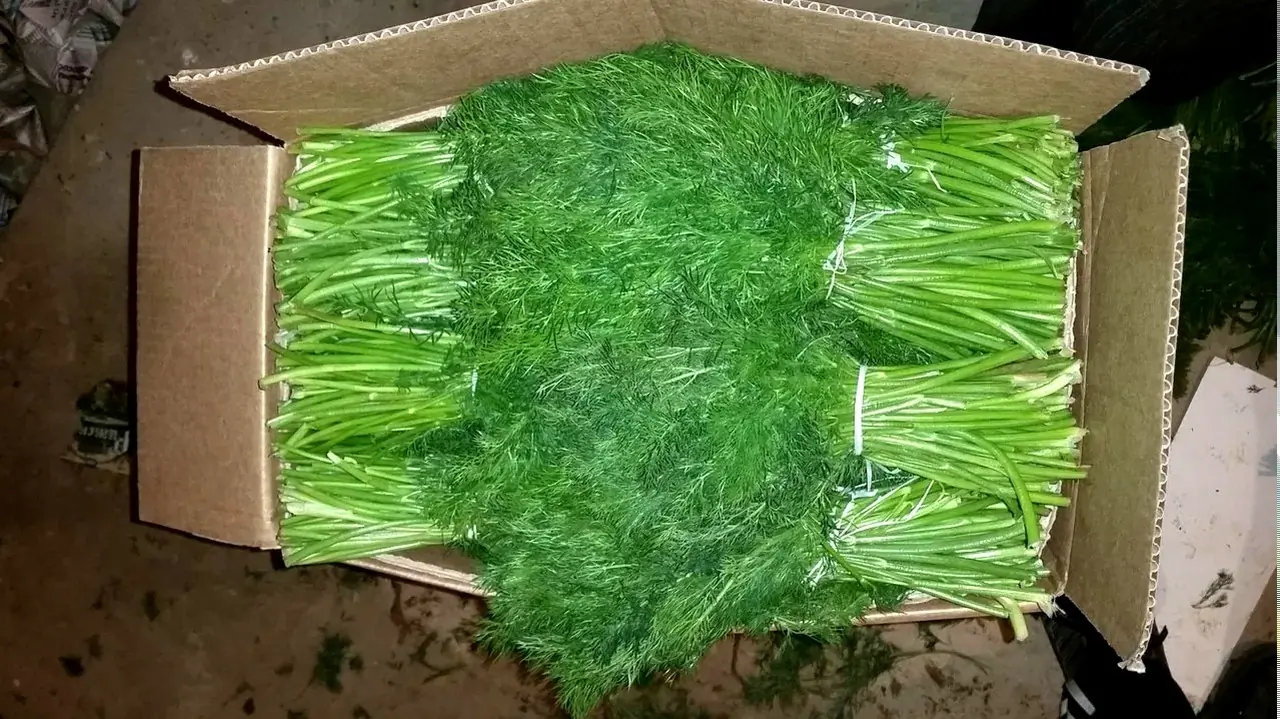 В зелени из Узбекистана нашли опасного вредителя