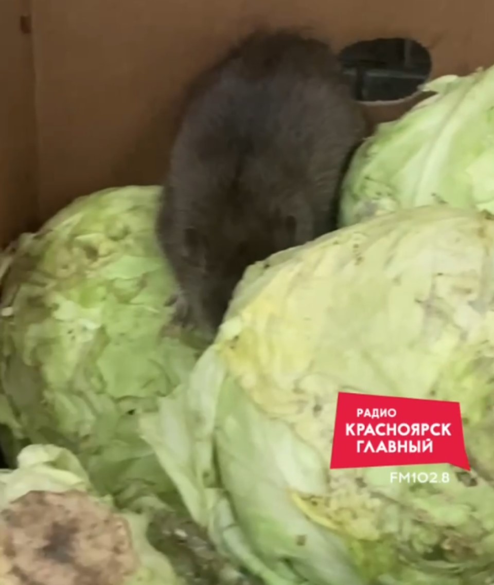 Очередную крысу нашли на капусте в сети красноярского «Светофора»