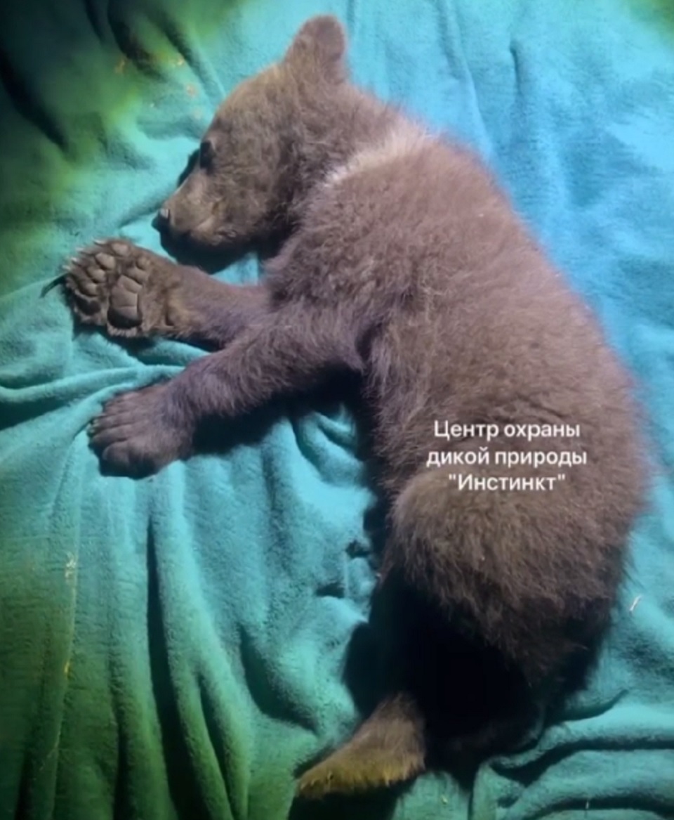 «Он плачет»: двух медвежат сбили в Красноярском крае