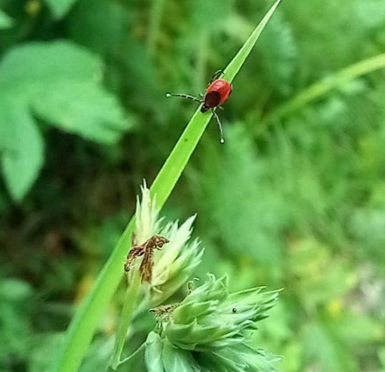 Клещ в засаде