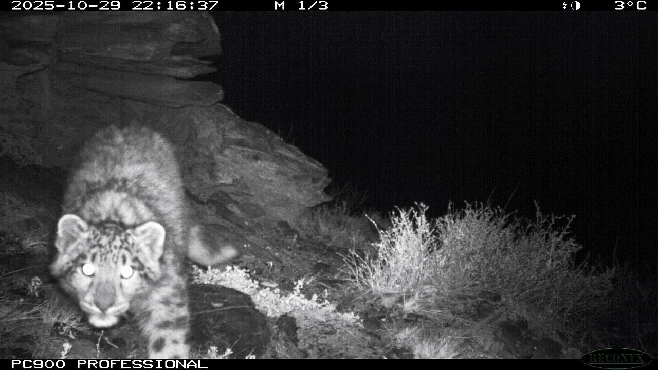 Снежный барс Муся и ее котята