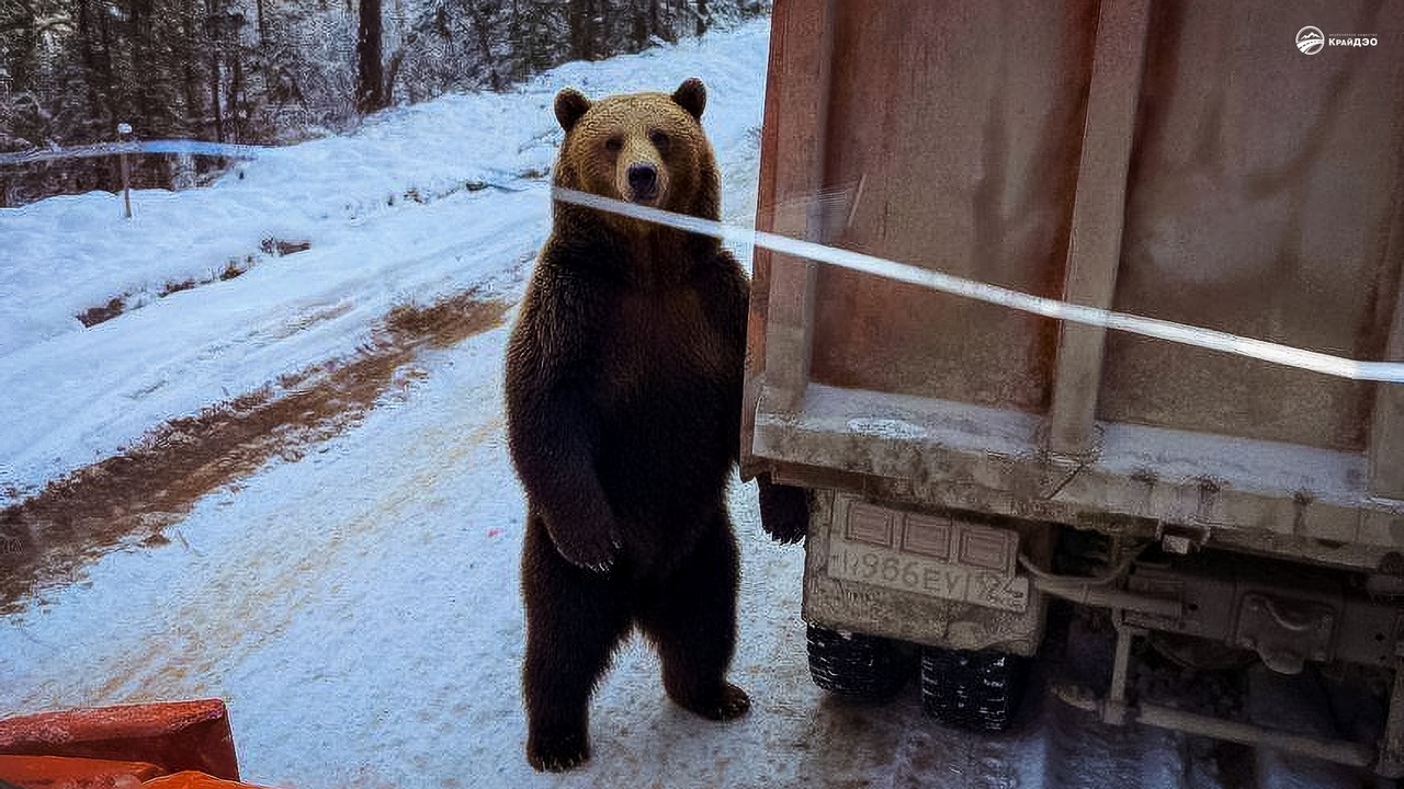 Медведица на трассе