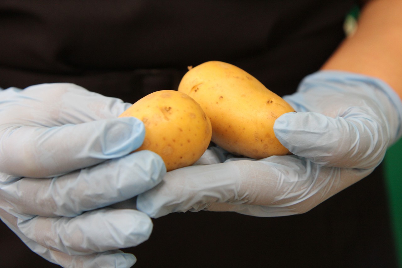 Красноярцев научили выбирать семенную картошку