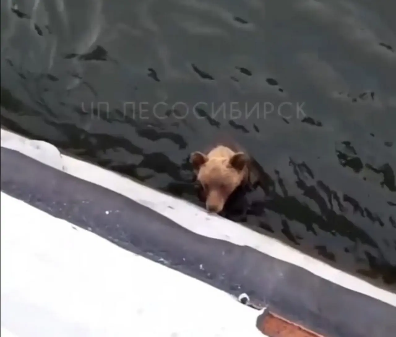 В этом же случае кособапый просто держался на воде у борта, и больше ничего не делал