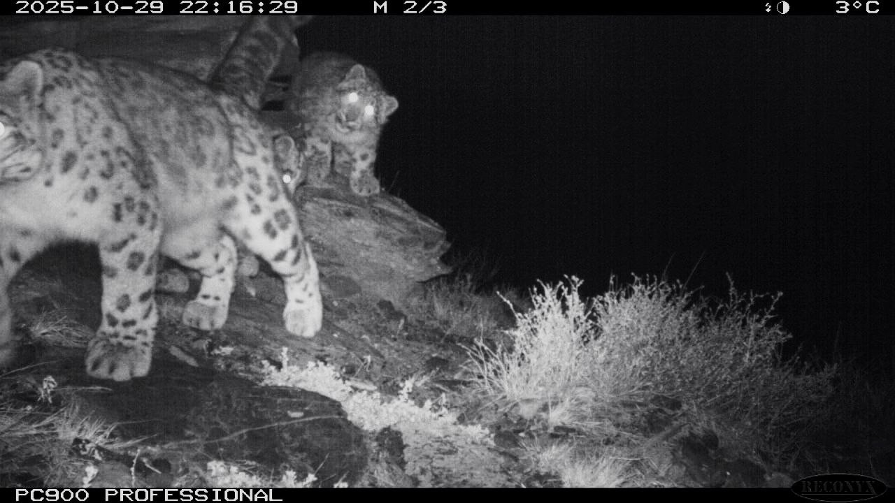 Снежный барс Муся и ее котята