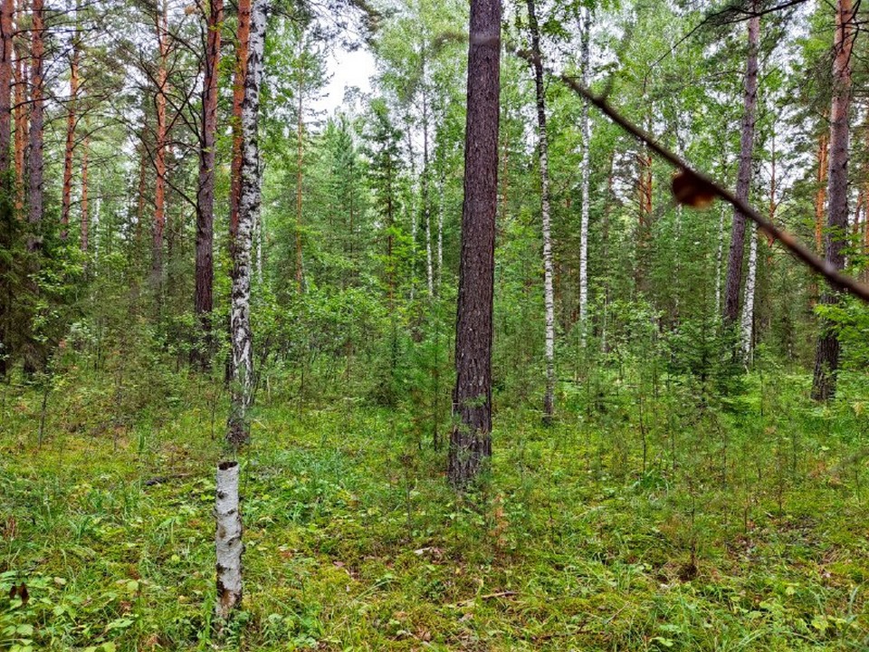 В Красноярском крае много кто имеет дачные участки, но не ведет там хозяйство. Они уже поросли лесом, и теперь землям грозит изъятие